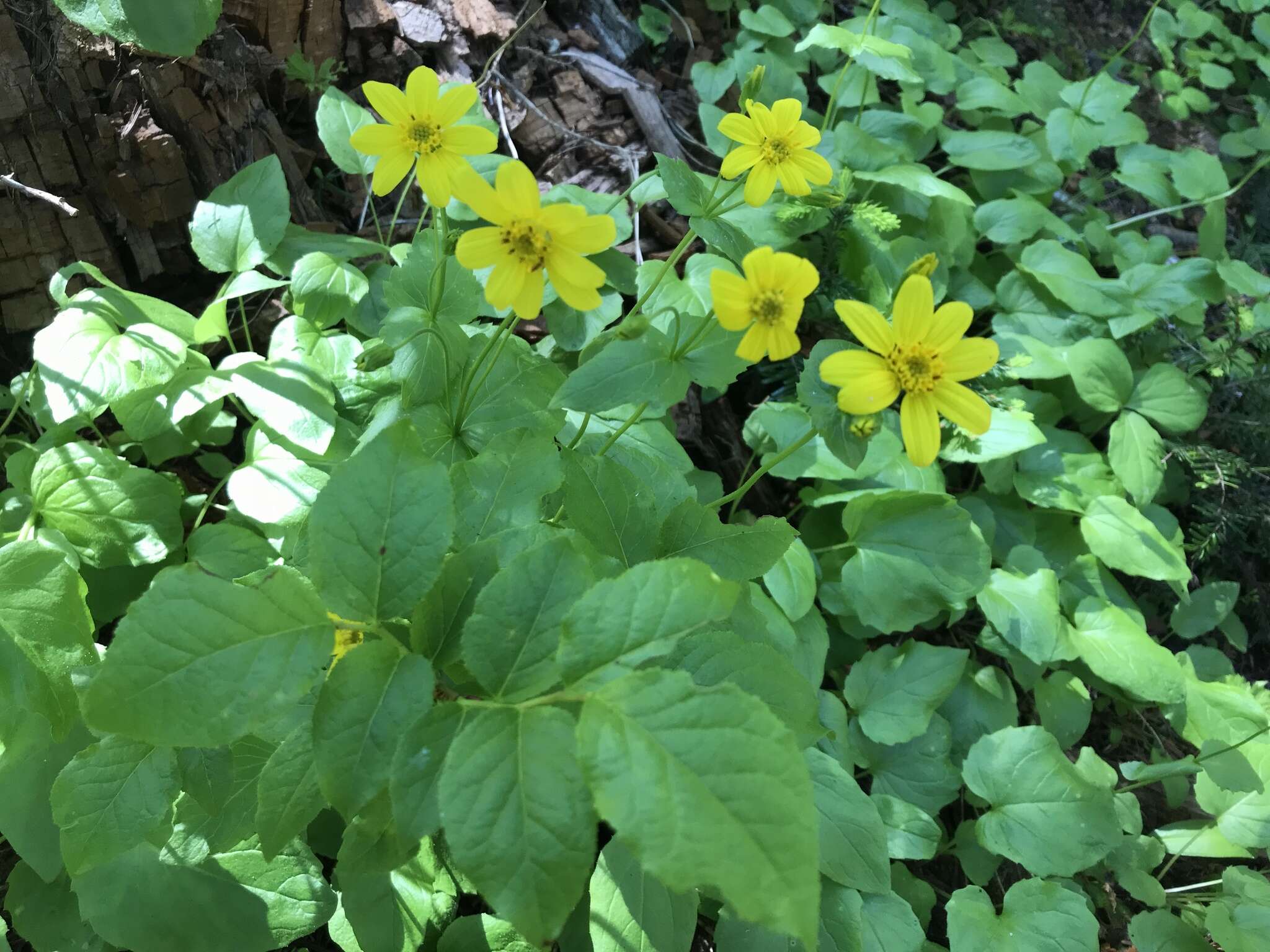 Слика од Arnica latifolia Bongard