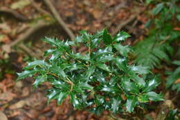 Image of holly osmanthus