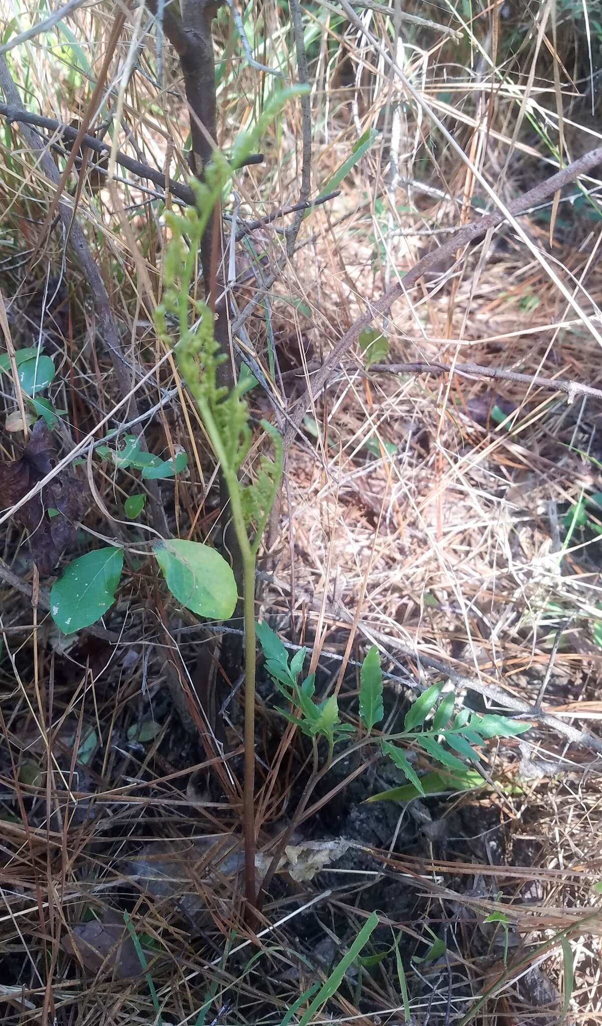 Sivun Sceptridium biternatum (Savigny) Lyon kuva