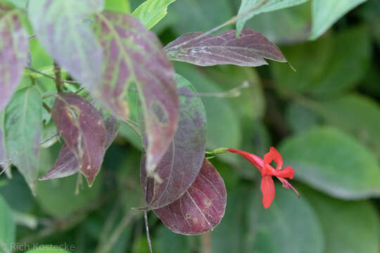 صورة Ruellia macrophylla Vahl