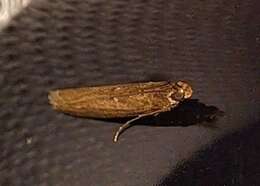 Image of Eyeringed Chionodes Moth