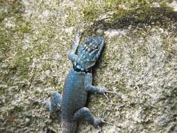 صورة Sceloporus minor cyaneus Treviño-saldaña 1988