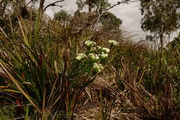 Image of Pimelea humilis R. Br.