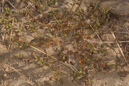 Image of Inyo Yellow Scorpion-Weed