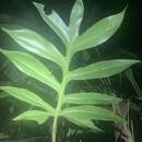 Image of Philodendron distantilobum K. Krause