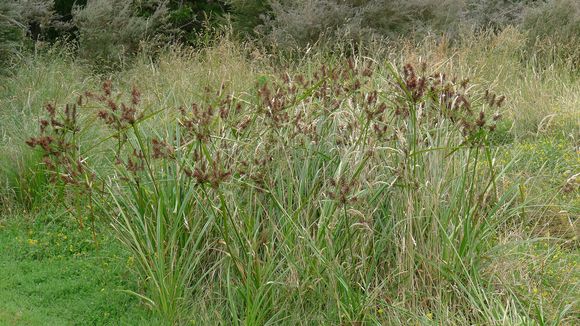 Image of <i>Cyperus lucidus</i> R. Br.