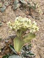 Asclepias aequicornu Fourn.的圖片