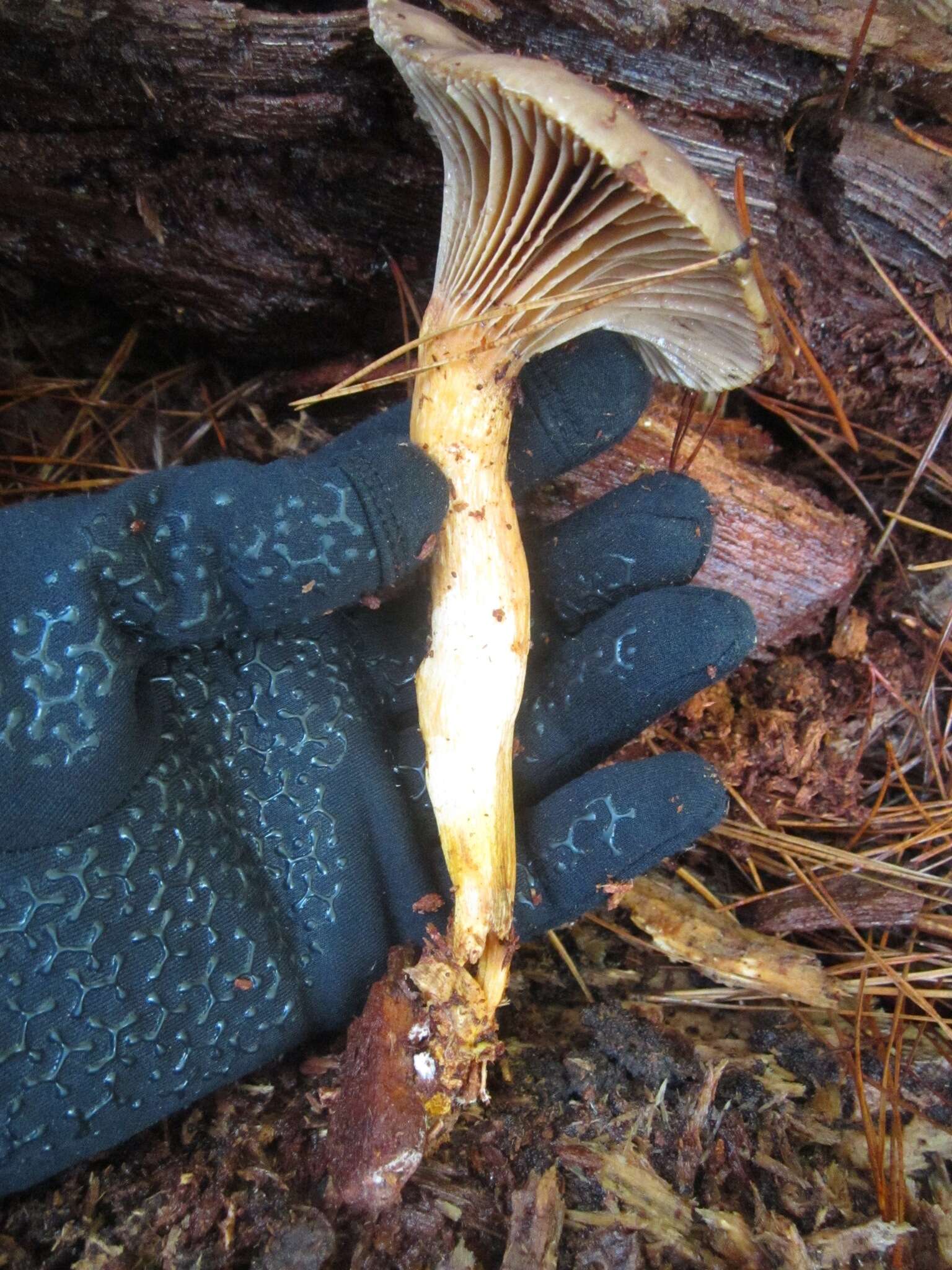 Chroogomphus ochraceus (Kauffman) O. K. Mill. 1964 resmi