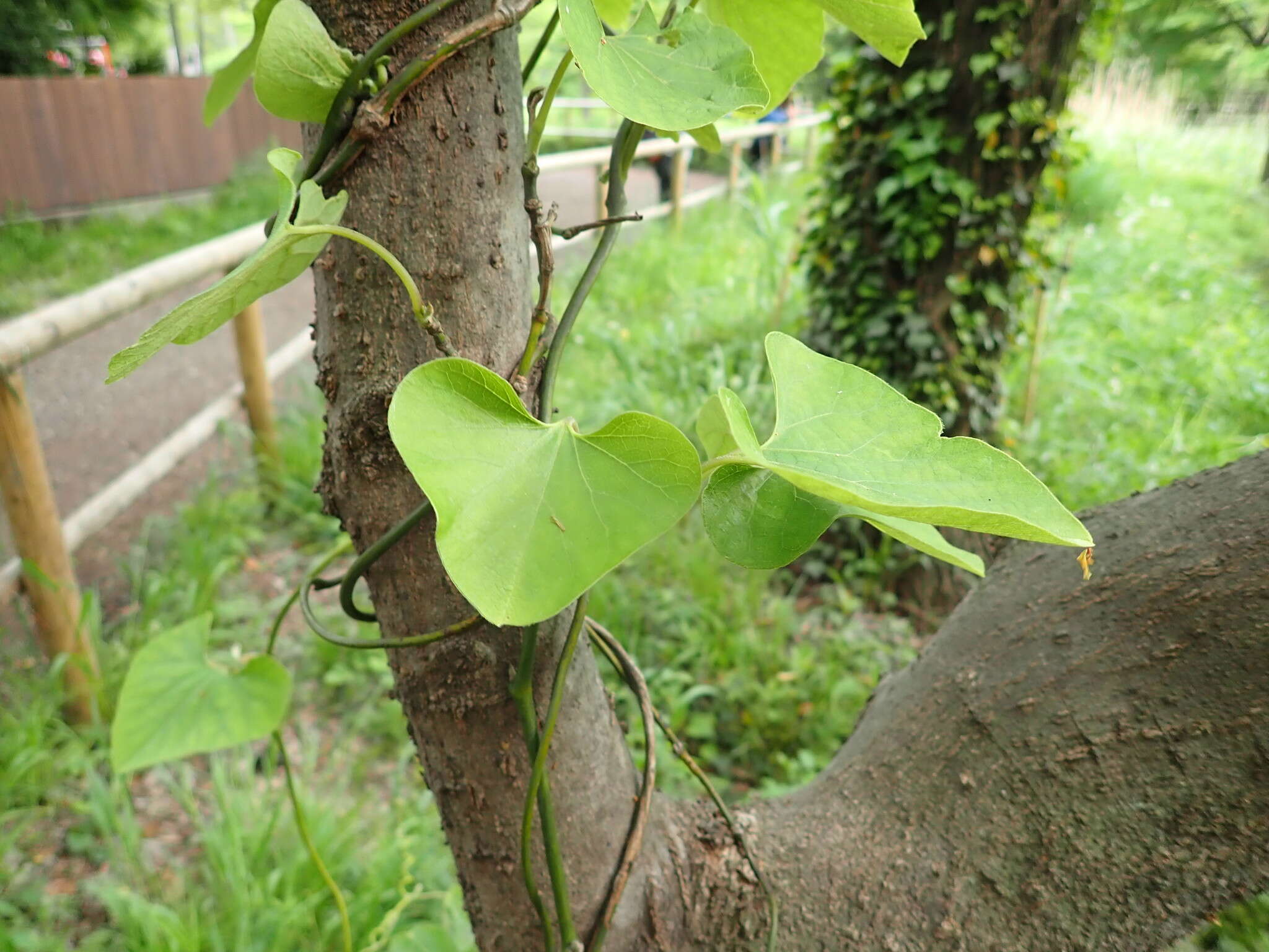 Image de Aristolochia kaempferi Willd.