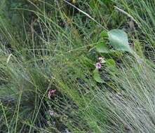 Image of Diascia integerrima E. Mey. ex Benth.