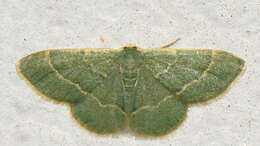 Image of Thin-lined Chlorochlamys Moth