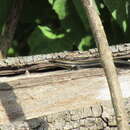 Sivun Maracaiba meridensis (Miralles, Rivas & Schargel 2005) kuva