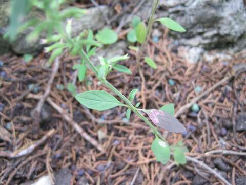 Слика од Hedeoma acinoides Scheele