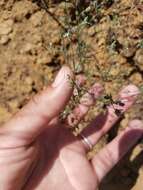 Image of smallflower dwarf-flax