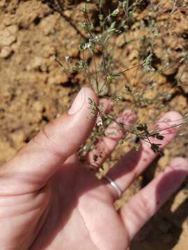 Image of smallflower dwarf-flax