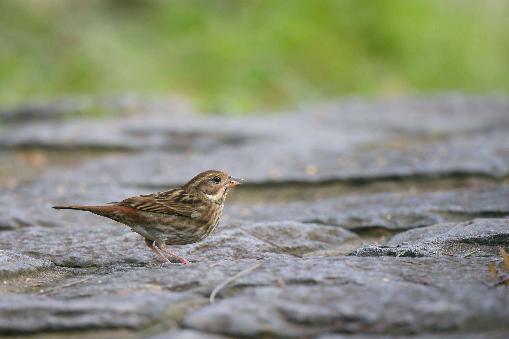 Image of Gray Bunting