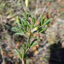 Sivun Oxalis versicolor var. flaviflora Sond. kuva
