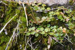 Image of Epilobium brunnescens (Cockayne) Raven & Engelhorn