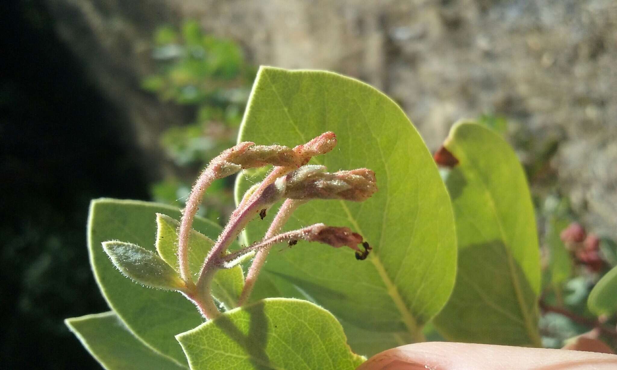 Image of Mariposa manzanita