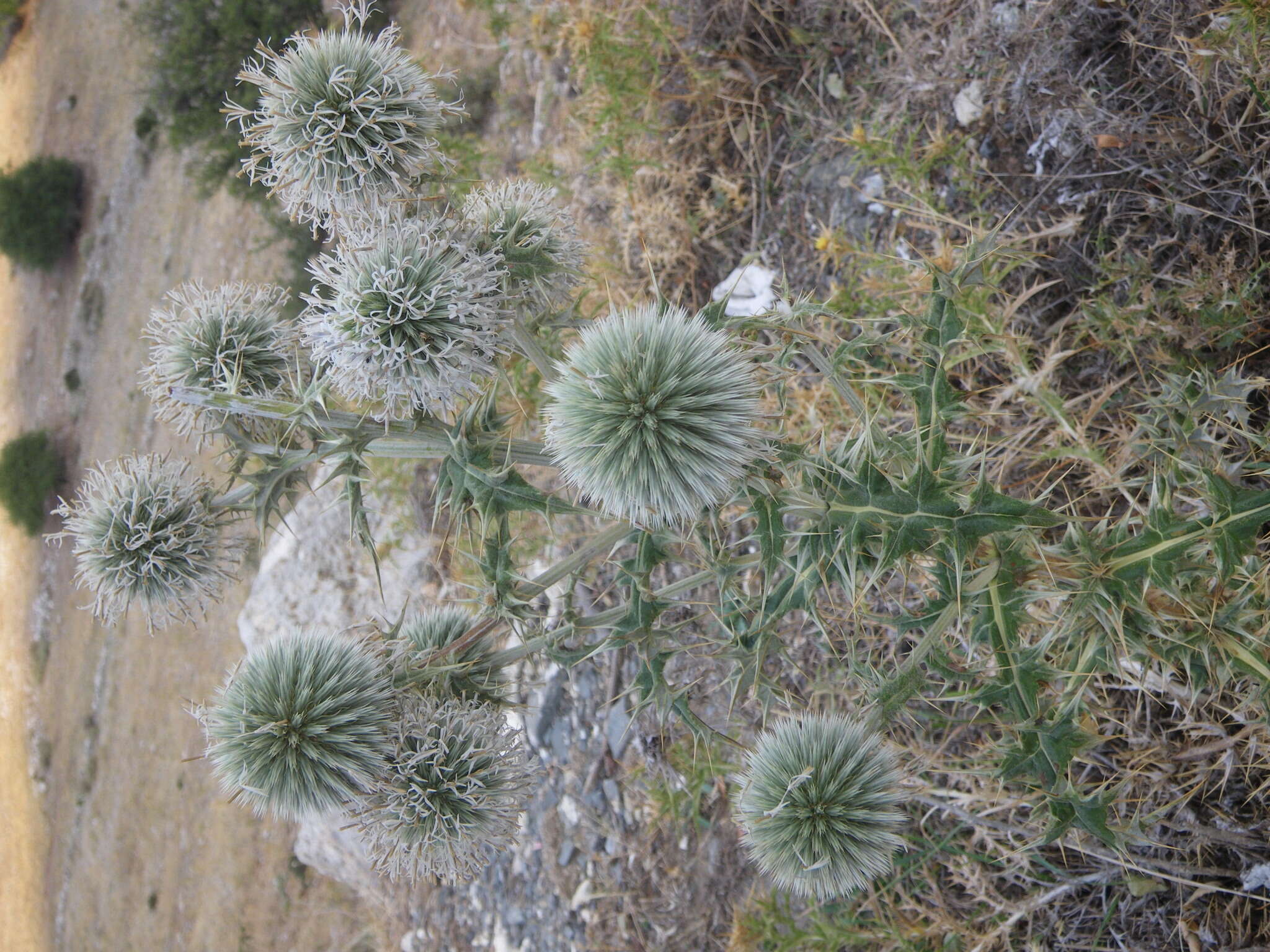 Image of Echinops sphaerocephalus subsp. albidus (Boiss. & Spruner) Kozuharov