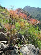 Imagem de Sonchus wildpretii U. & A. Reifenberger