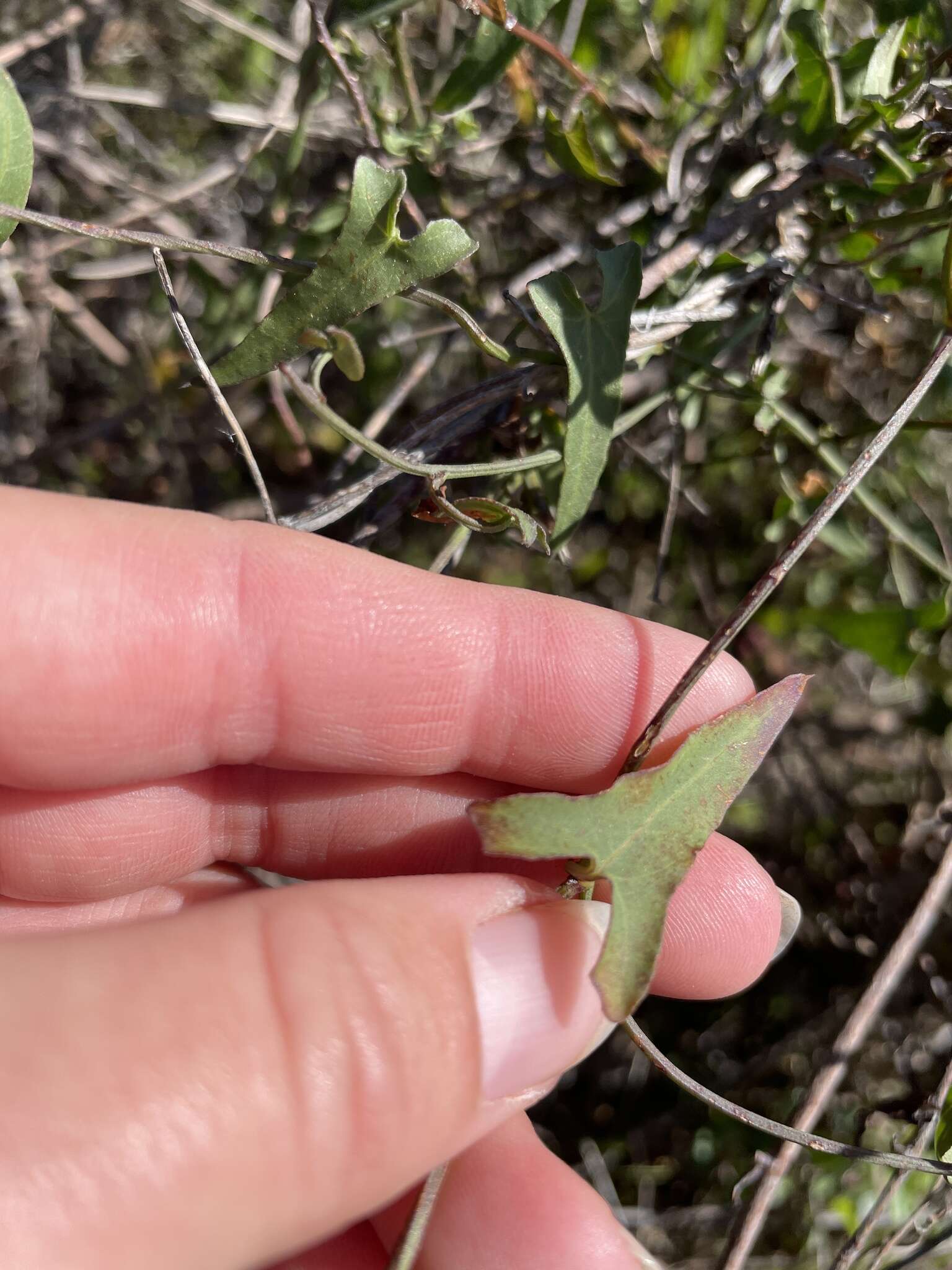 Image of Pacific false bindweed