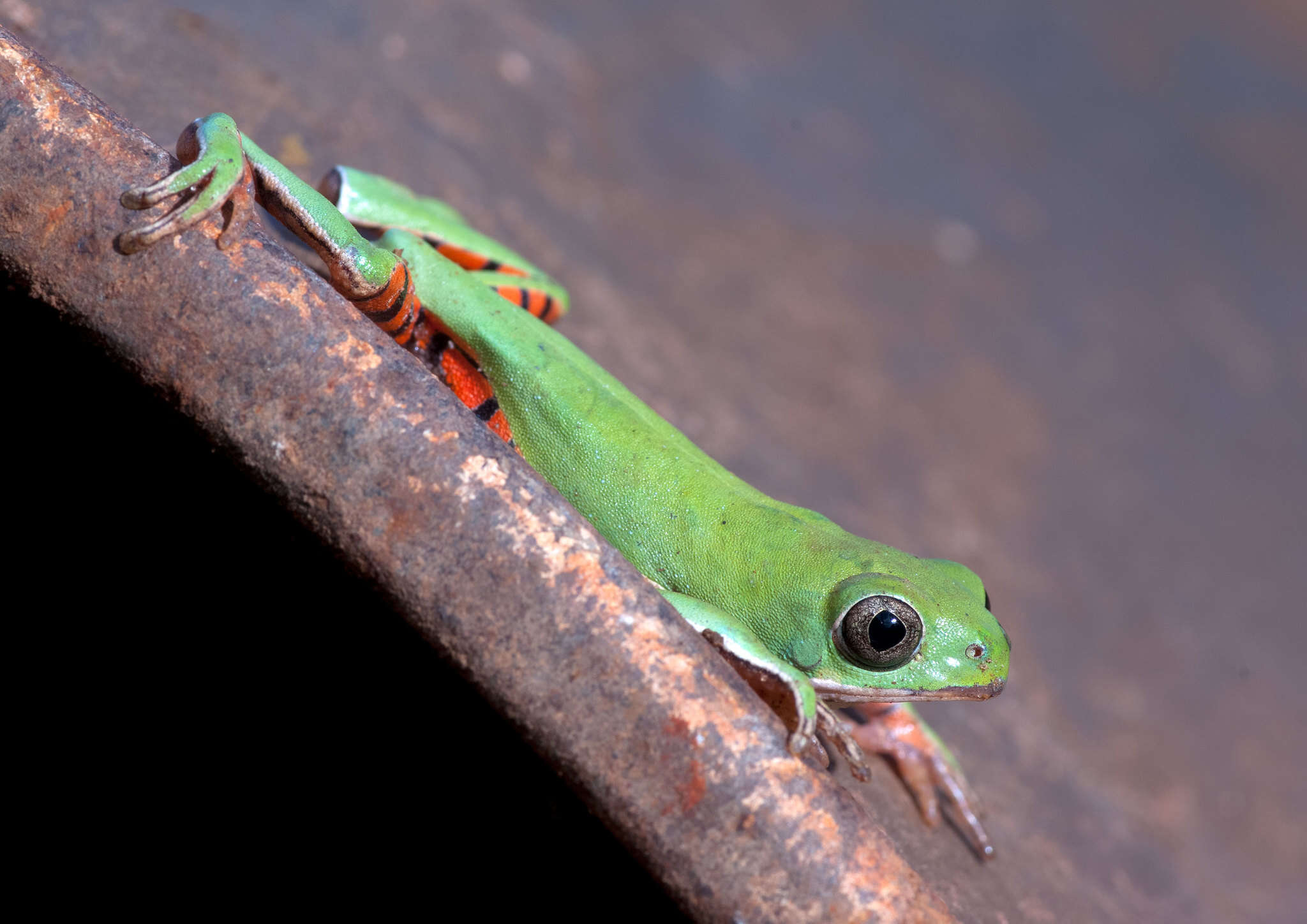 Pithecopus azureus (Cope 1862) resmi