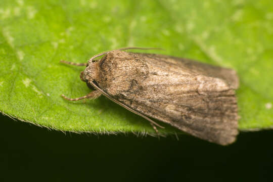 Image of Spodoptera pecten Guenée 1852