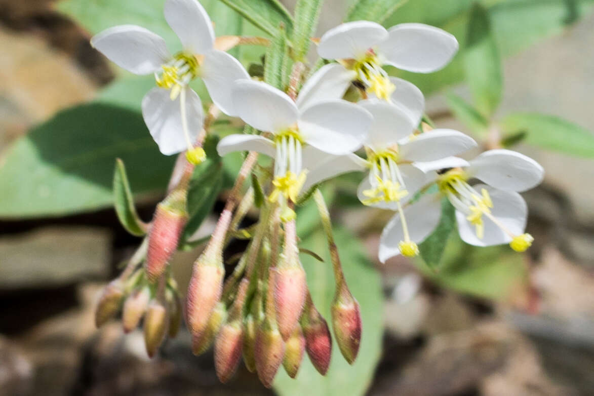 Eremothera boothii (Douglas) W. L. Wagner & Hoch的圖片