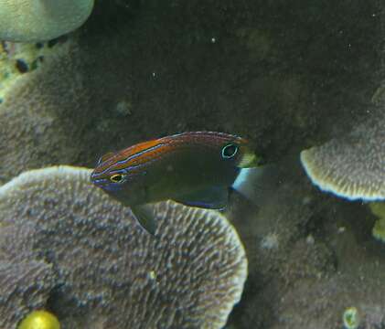 Image of Speckled damsel