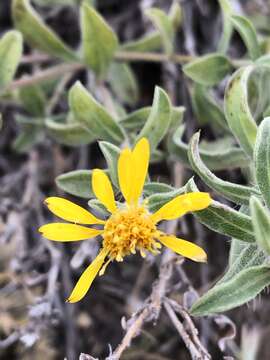 Image of Heterotheca paniculata G. L. Nesom