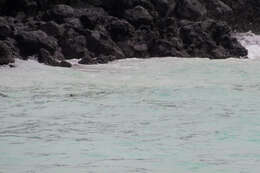 Image of Galapagos Shark