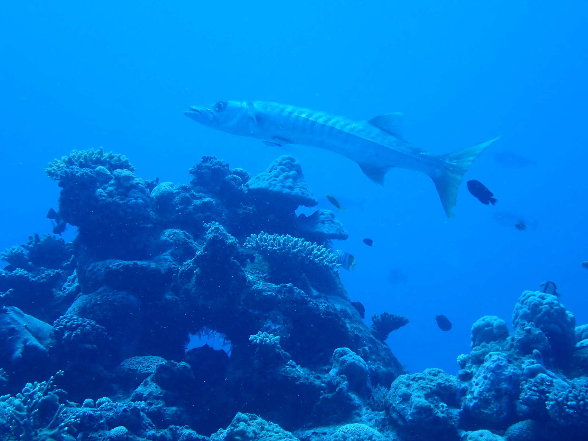 Image of Jello barracuda