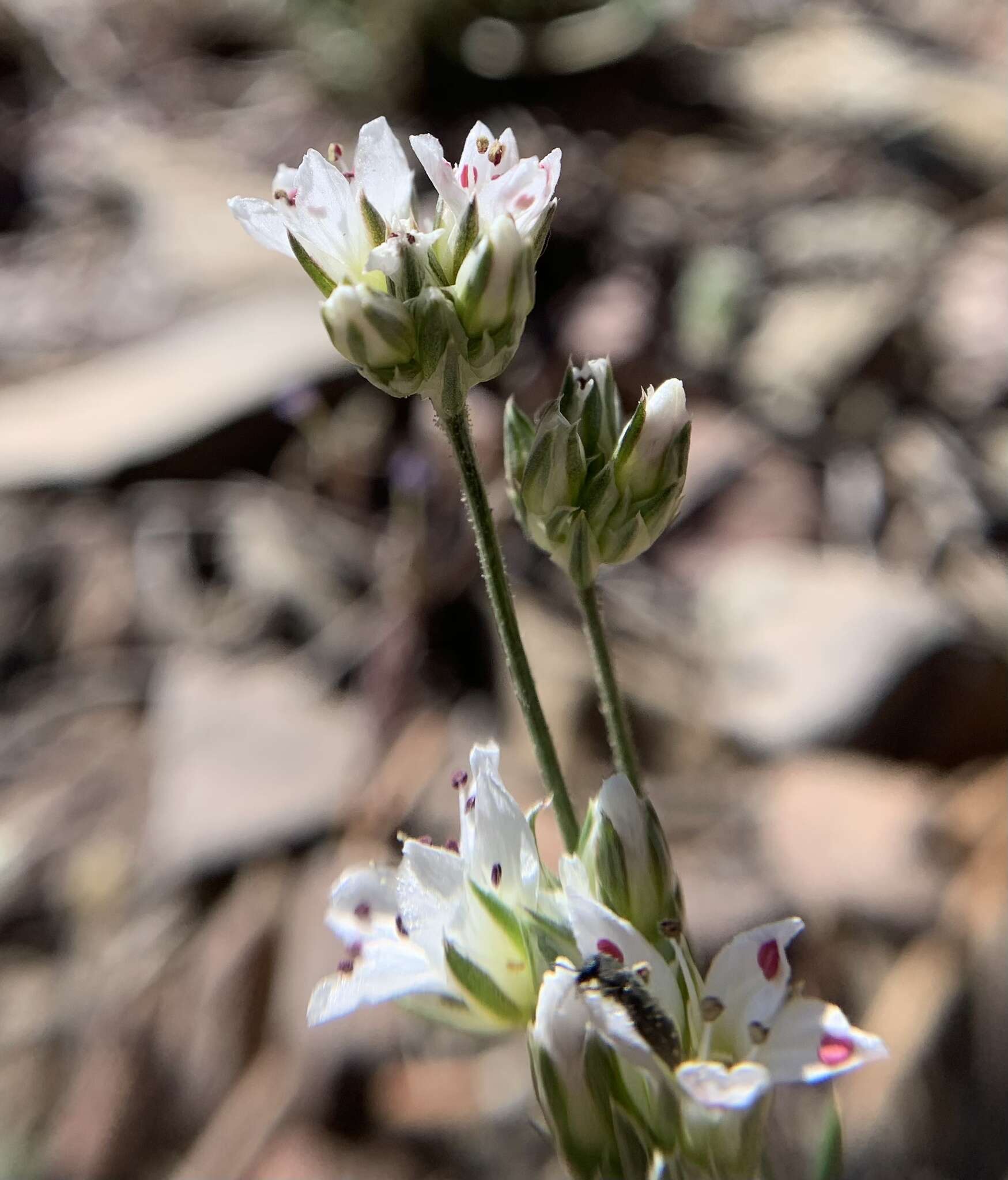 Image of Charleston sandwort