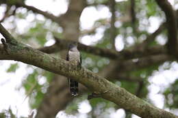 Image of Indian Cuckoo