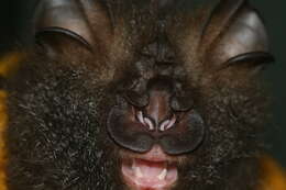 Image of Great Woolly Horsehoe Bat