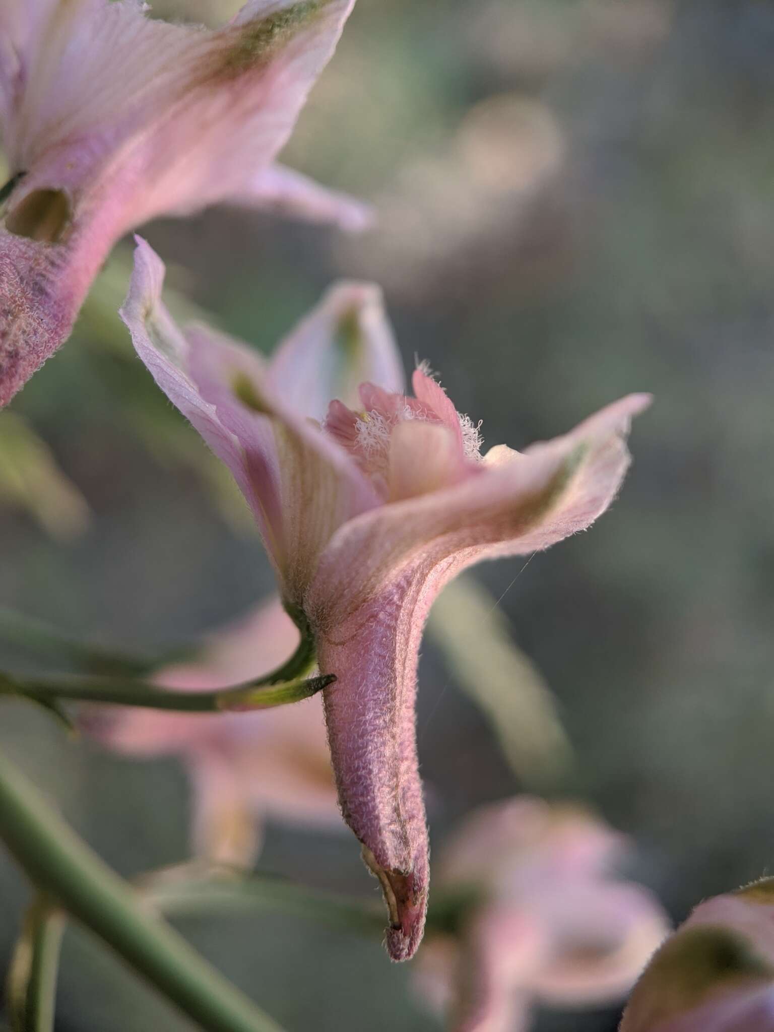 Image of Pinoche Creek larkspur