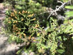 Image of Gowen cypress