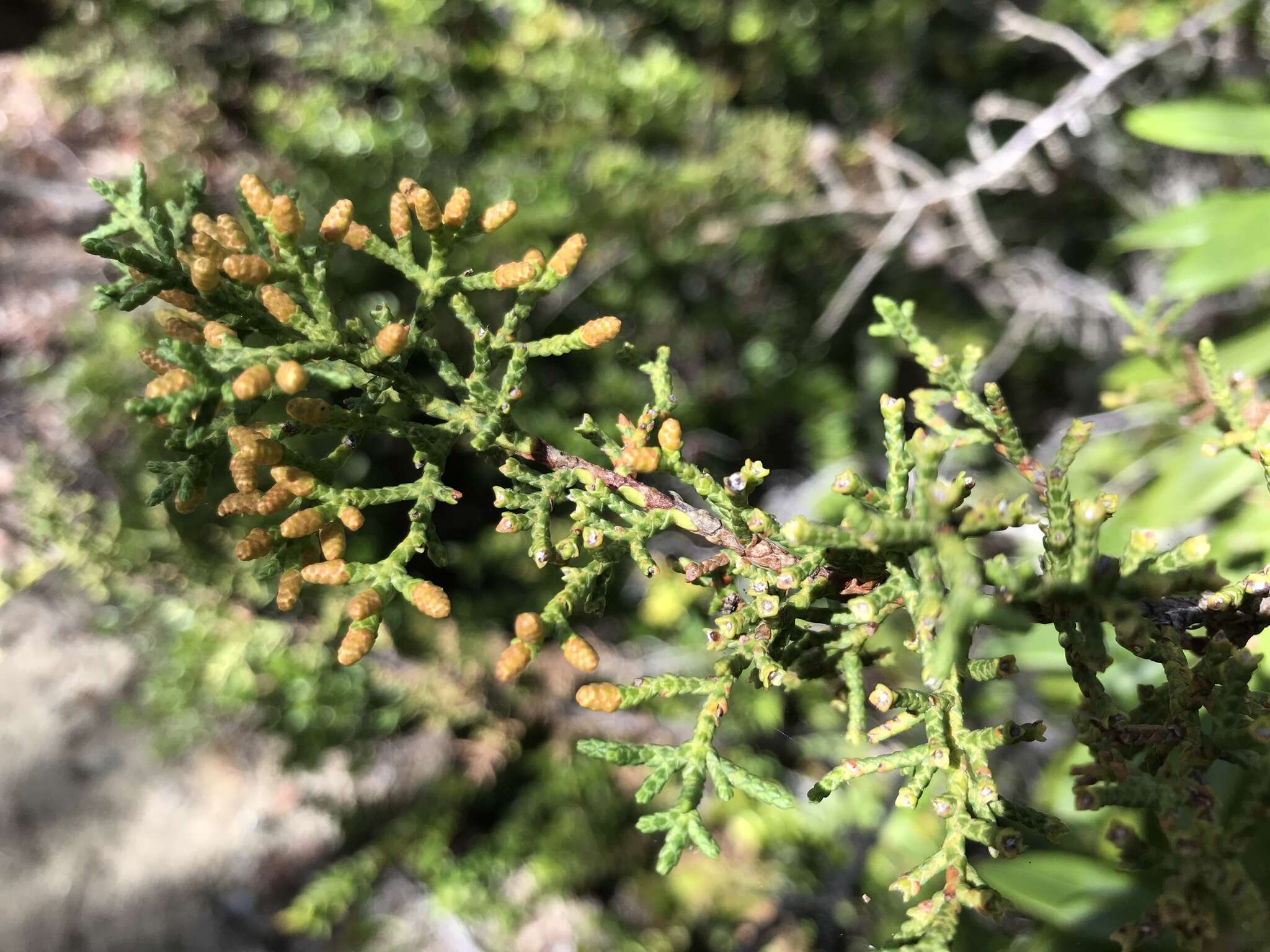 صورة Cupressus goveniana var. goveniana