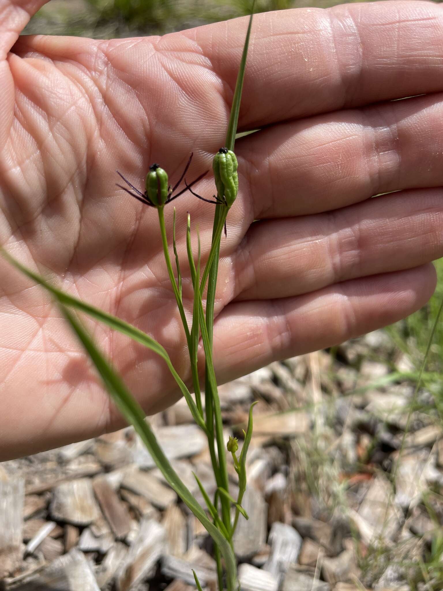 Imagem de Iphigenia indica (L.) A. Gray ex Kunth