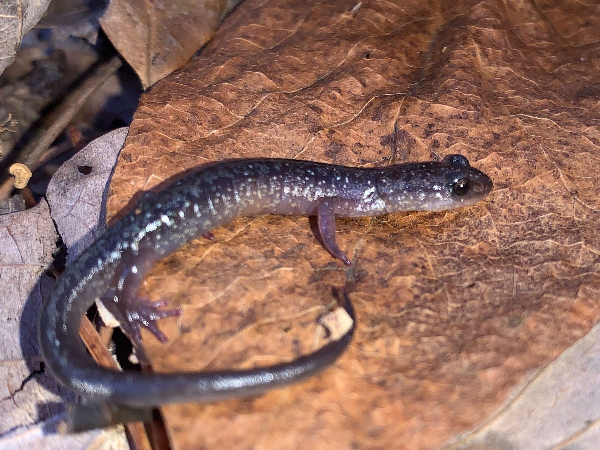 Image of Blacksburg Salamander