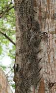 Слика од Vachellia kosiensis (P. P. Sw. ex Coates Palgr.) Kyal. & Boatwr.