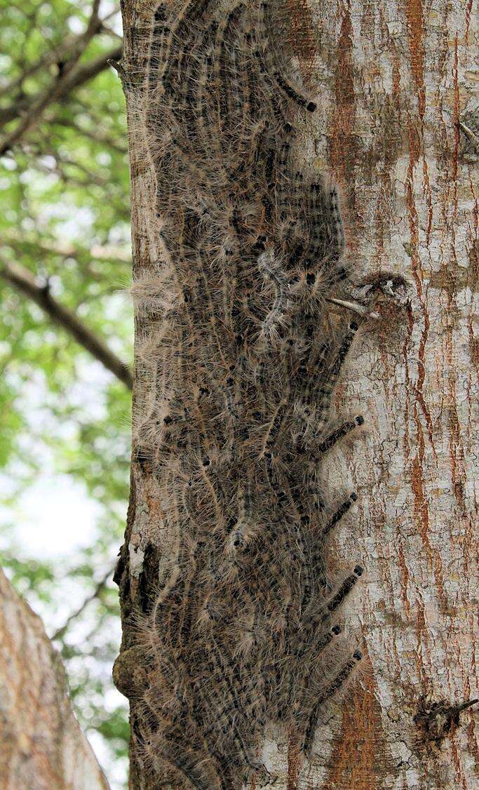 Sivun Vachellia kosiensis (P. P. Sw. ex Coates Palgr.) Kyal. & Boatwr. kuva