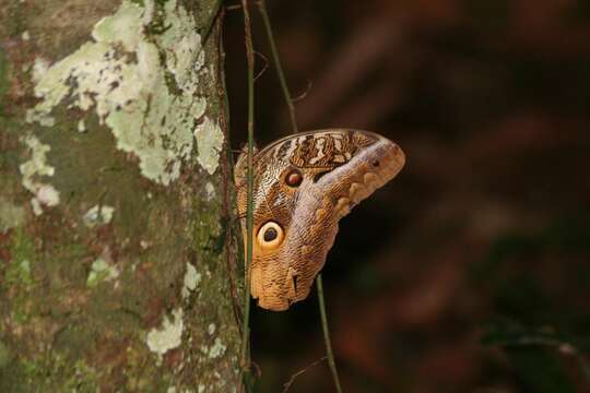 Imagem de Caligo idomeneus Linnaeus 1758