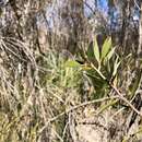 Image of Callistemon pungens subsp. pungens