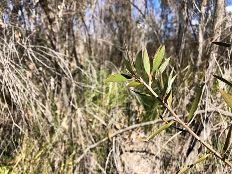 Sivun Callistemon pungens subsp. pungens kuva