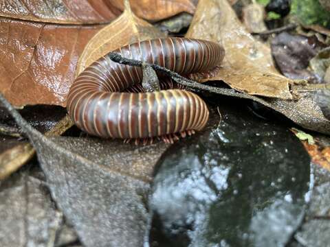 Rhinocricus parcus (Karsch 1881) resmi