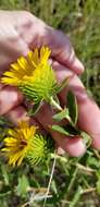 Image of narrowleaf gumweed