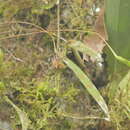 Image of Pleurothallis ensata Luer