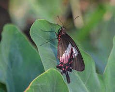 Parides ascanius (Cramer (1775))的圖片